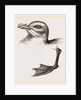Head and Foot of Fulmar by Anonymous
