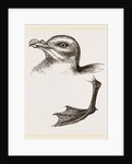 Head and Foot of Fulmar by Anonymous