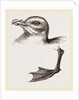 Head and Foot of Fulmar by Anonymous