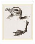 Head and Foot of Fulmar by Anonymous