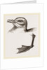 Head and Foot of Fulmar by Anonymous