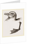 Head and Foot of Fulmar by Anonymous