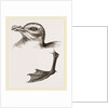 Head and Foot of Fulmar by Anonymous