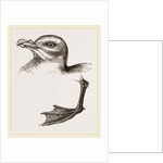 Head and Foot of Fulmar by Anonymous