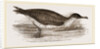 Manks Shearwater by Anonymous