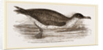 Manks Shearwater by Anonymous
