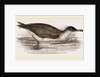 Manks Shearwater by Anonymous