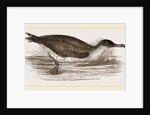 Manks Shearwater by Anonymous