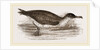 Manks Shearwater by Anonymous