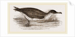 Manks Shearwater by Anonymous