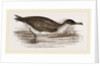 Manks Shearwater by Anonymous