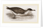 Manks Shearwater by Anonymous
