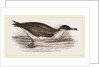 Manks Shearwater by Anonymous