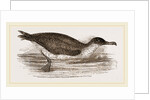 Manks Shearwater by Anonymous