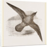 Blue Petrel by Anonymous