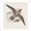 Blue Petrel by Anonymous