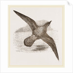 Blue Petrel by Anonymous