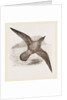 Blue Petrel by Anonymous