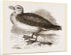 Fulmar Petrel by Anonymous