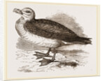 Fulmar Petrel by Anonymous