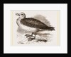 Fulmar Petrel by Anonymous