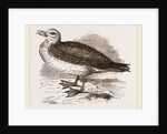 Fulmar Petrel by Anonymous