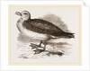 Fulmar Petrel by Anonymous