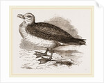 Fulmar Petrel by Anonymous