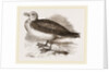 Fulmar Petrel by Anonymous