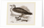 Fulmar Petrel by Anonymous