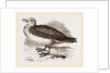 Fulmar Petrel by Anonymous