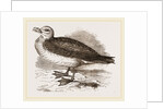 Fulmar Petrel by Anonymous
