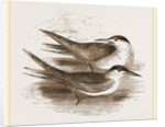 Common Terns by Anonymous