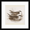 Common Terns by Anonymous