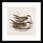 Common Terns by Anonymous