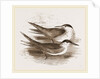 Common Terns by Anonymous