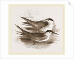 Common Terns by Anonymous