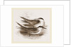 Common Terns by Anonymous