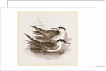 Common Terns by Anonymous