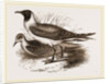 Laughing Gulls by Anonymous
