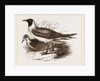 Laughing Gulls by Anonymous
