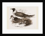 Laughing Gulls by Anonymous