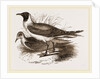 Laughing Gulls by Anonymous