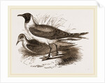 Laughing Gulls by Anonymous