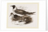 Laughing Gulls by Anonymous