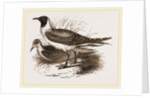 Laughing Gulls by Anonymous