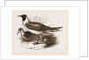 Laughing Gulls by Anonymous