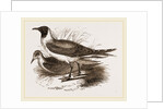 Laughing Gulls by Anonymous
