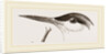 Head of Tern by Anonymous