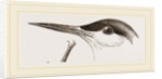 Head of Tern by Anonymous